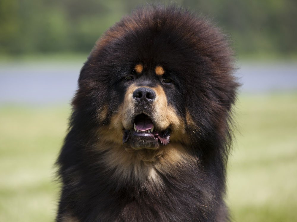 猫咪胃病吃什么药好：守护毛孩健康的秘密武器